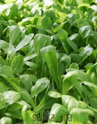 Seme Motovilec Pomladin A456