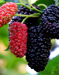 Murva Everbearing (morus nigra)