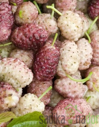 Murva Sangue e latte 