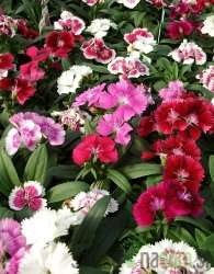 Nagelj (Dianthus sp.)