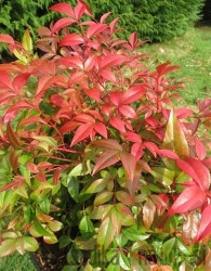 Nandina domestica Obsessed - nebeški bambus