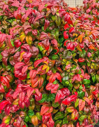 Nandina domestica Firepower - nebeški bambus