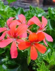 Navadna bršljanka (Pelargonium cascade)