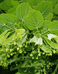 Navadna lipa (Tilia Platyphyllos)