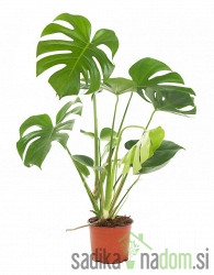 Navadna monstera (Monstera deliciosa)