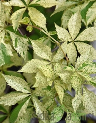 Navadna vinika Star Showers (Parthenocissus quinquefolia var. engelmannii)