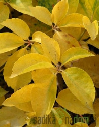 Navadna vinika Yellow wall (Parthenocissus quinquefolia)