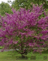 Judeževo drevo (Cercis Siliqastrum)