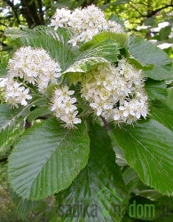 Navadni mokovec (Sorbus Aria)