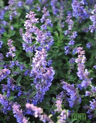 Nepeta Six Hills Giant (Mačja meta)