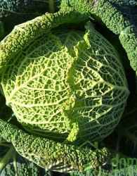 Seme ohrovt Di Castelnuovo Invernale 102