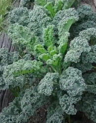 Ohrovt kodrolistni Winterbor/ Reflex