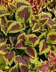 Okrasna kopriva (Coleus x Blumei)