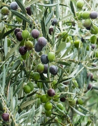 Oljka Arbequina - SAMOOPLODNA