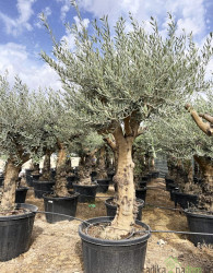 Oljka High Trunk Branched (90 let)