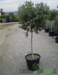 Oljka na deblu (Olea Europaea)
