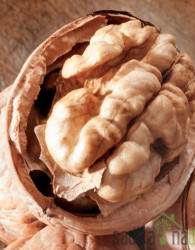 Oreh Ronde de Montignac