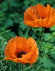 Turški oz. orientalski mak Salmon Glow (Papaver Orientale)