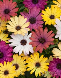 Osteospermum (Kapski meseček ali Afriška marjetica)