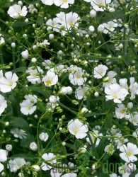 Seme Pajčolanka bela A3665