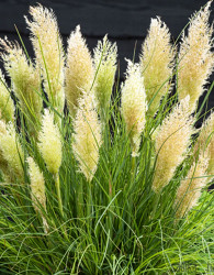 Pampaška trava (cortaderia selloana)