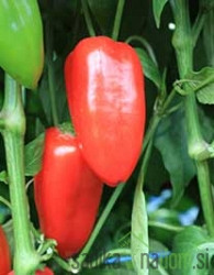 Paprika Ashdodna/ Cuccino Gelb - SNACK