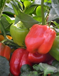 Seme Paprika Kalifornijsko čudo/ Californian Wonder A569