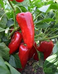 Paprika Kaptur