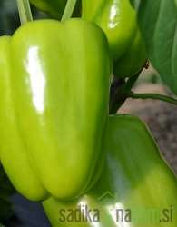 Paprika Monte F1