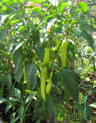 Seme Paprika Sivrija A530 