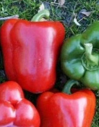 Paprika Solario/Chayka