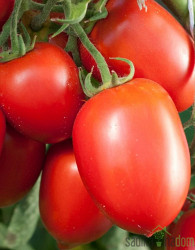 Paradižnik Dolcisio F1 - NIZKI ČEŠNJEVEC