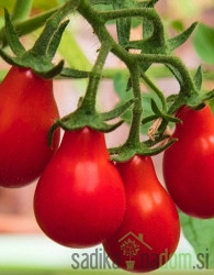 Paradižnik Red Pear - ČEŠNJEVEC