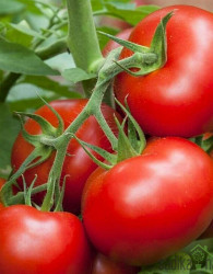 Paradižnik Torcida - SREDNJE ZGODNJI