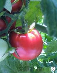 Paradižnik Fuji Pink / Pink Rock / Gusto Pink-ZGODNJI