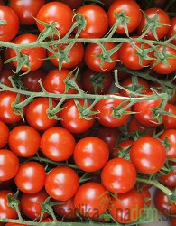 Seme Paradižnik Sweet Milion F1 (A513) PROFI