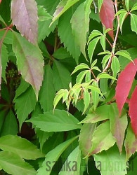 Navadna vinika Engelmann (Parthenocissus quinquefolia var. engelmannii)