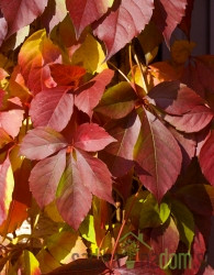 Navadna vinika Redwall (Parthenocissus quinquefolia)