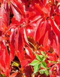 Navadna vinika Murorum (Parthenocissus quinquefolia var. murorum)