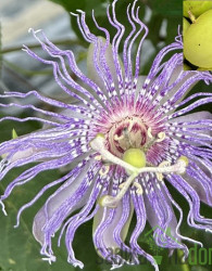 Pasijonka Eia Popeia (passiflora cooltropics) - PREZIMNA