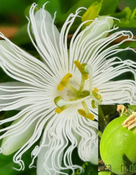 Pasijonka Snowstar (passiflora cooltropics) - PREZIMNA