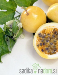 Pasijonka / Marakuja / Passiflora - PREZIMNA