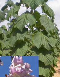 Pavlovnija / Paulownia Elogata