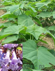 Pavlovnija / Paulownia Energy