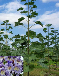 Pavlovnija / Paulownia Pao Tong