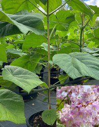 Pavlovnija / Paulownia Shang Tong