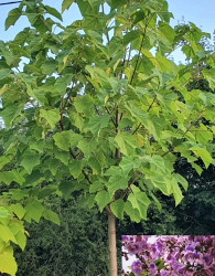 Pavlovnija / Paulownia Tomentosa