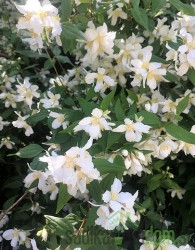 Skobotovec (Philadelphus) Lemoinei