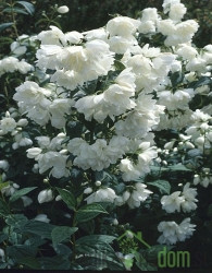 Skobotovec (Philadelphus) Snowebelle