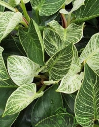 Philodendron White Wave